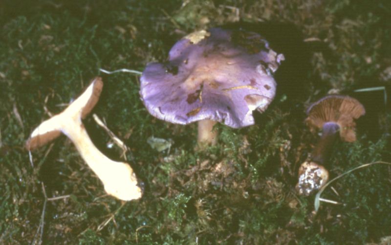 Cortinarius sodagnitus